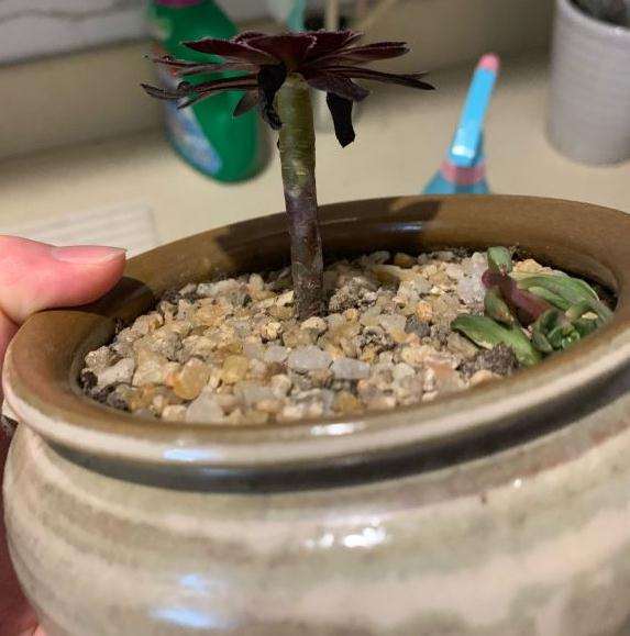 这个法师多肉根部是黑腐了吗