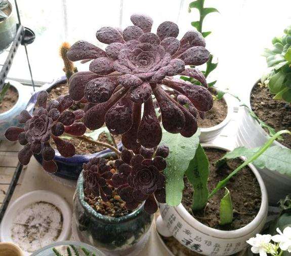 圆叶法师多肉为啥叶子长的不多