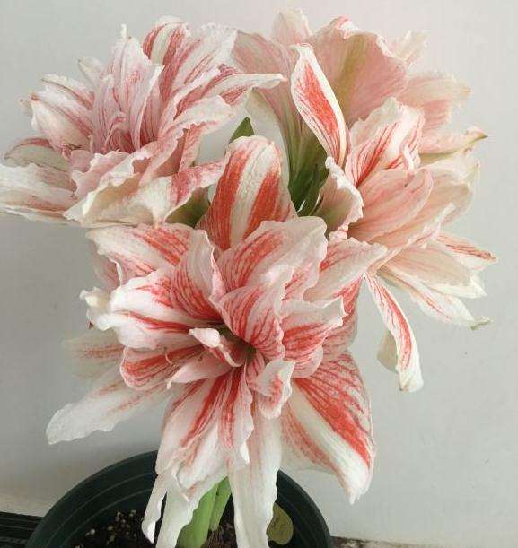 为什么我的法师多肉像八爪鱼