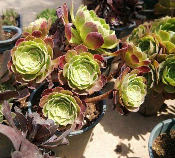 为什么我的法师多肉像八爪鱼