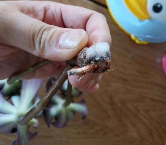 法师多肉怎么发根发的长毛了