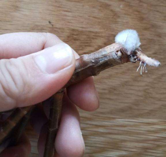 法师多肉怎么发根发的长毛了