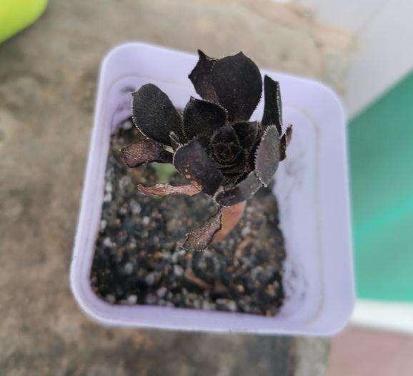 黑法师多肉休眠了