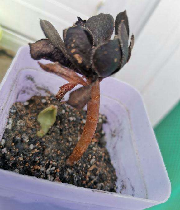 黑法师多肉休眠了