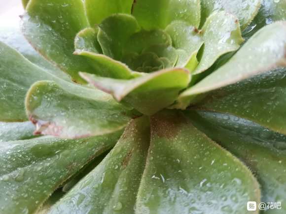 法师多肉叶子上长褐色斑点