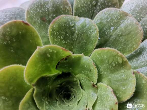 法师多肉缀化该怎么选