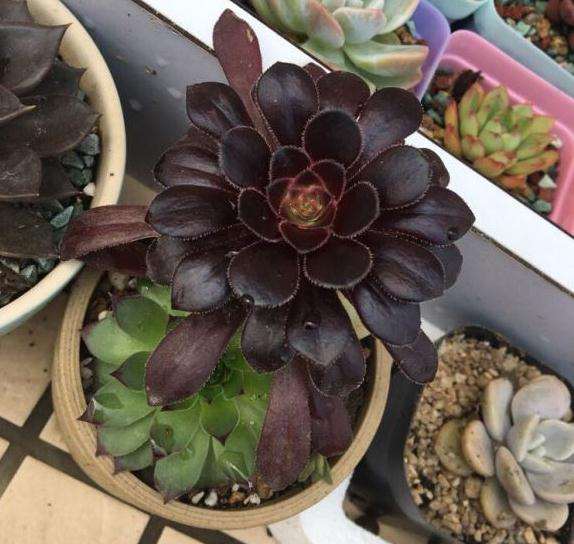 为什么法师多肉叶片总是有污渍