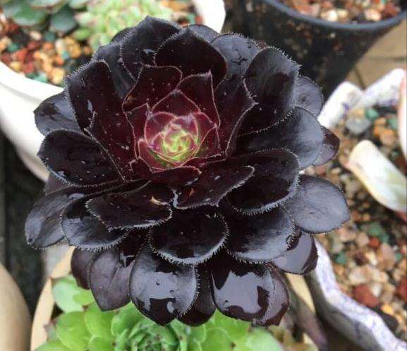 为什么法师多肉叶片总是有污渍