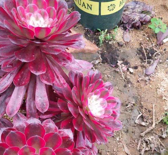 夏天的法师多肉干巴巴的