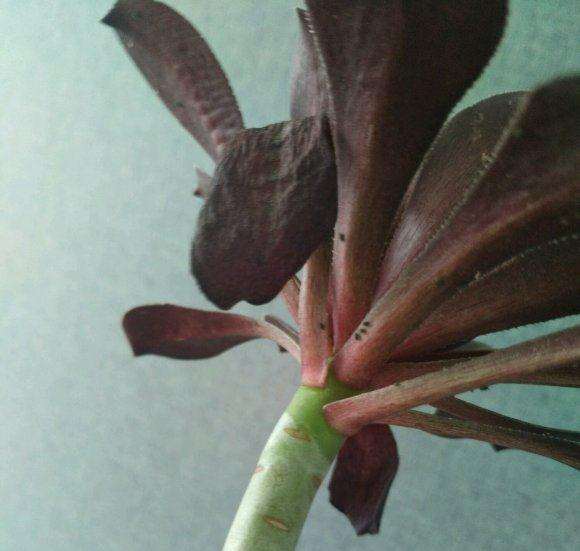 黑法师多肉上的蚧壳虫