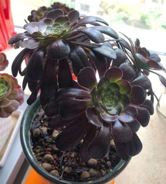 黑法师多肉浇了水叶子还软软的