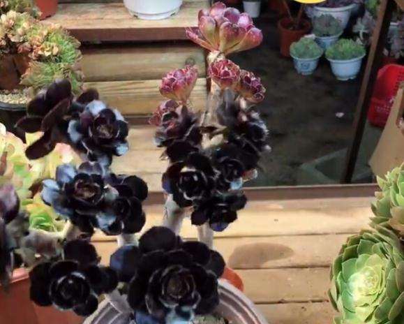 厚圆叶法师多肉要怎么控