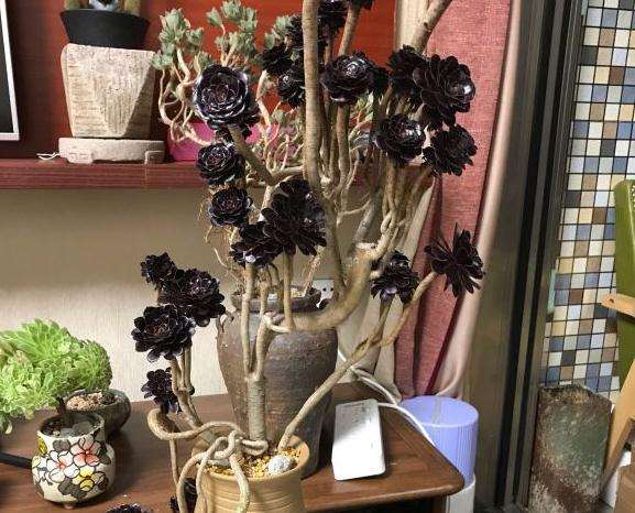 厚圆叶法师多肉要怎么控