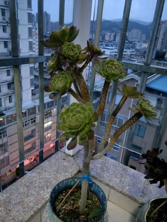 法师多肉们被雨淋了