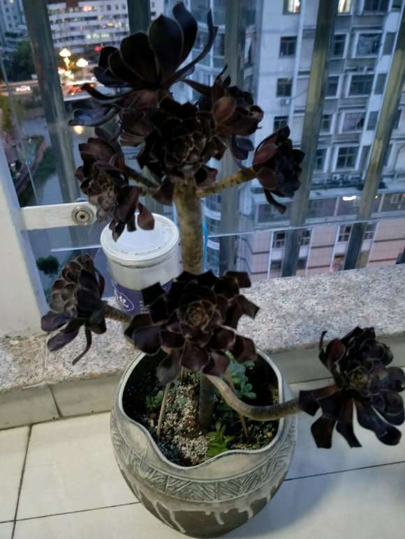 法师多肉们被雨淋了