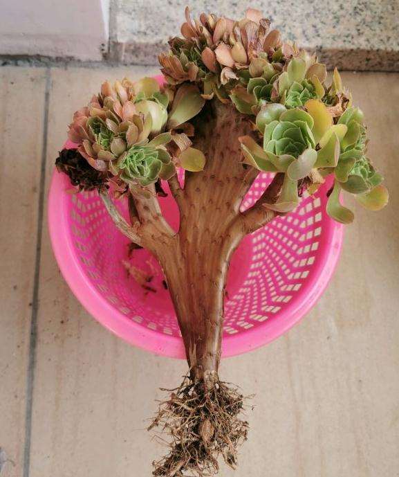 夏天法师多肉修根后