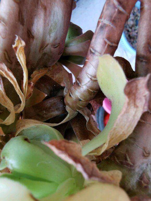 夏天法师多肉修根后