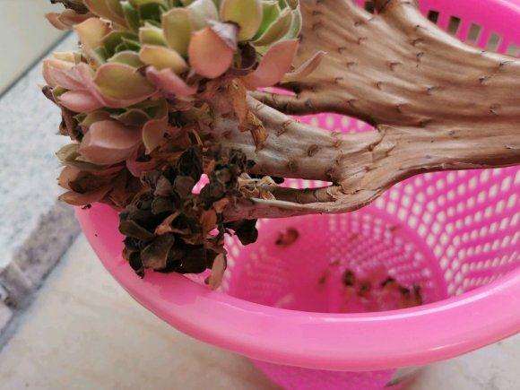 夏天法师多肉修根后