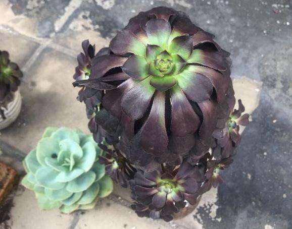 法师多肉突然耸拉着叶子