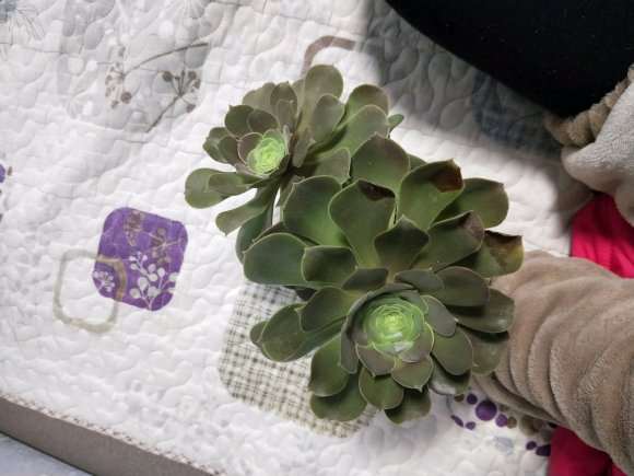 法师多肉突然耸拉着叶子