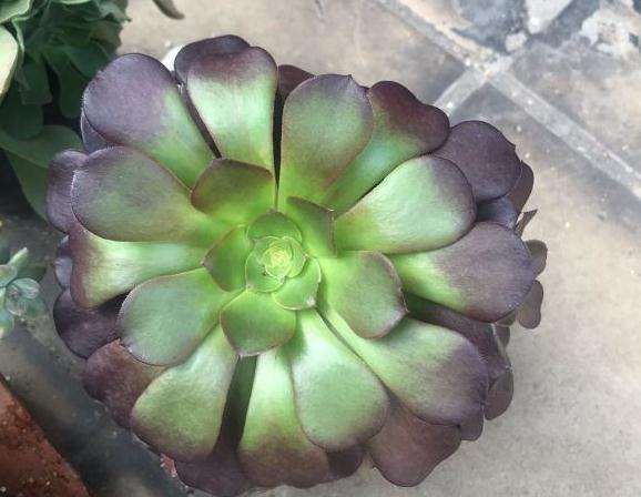 法师多肉突然耸拉着叶子 怎么办 图片