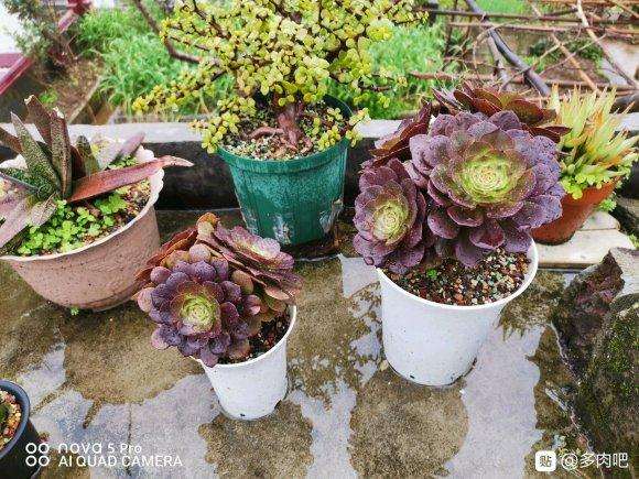 这两颗法师多肉是什么品种