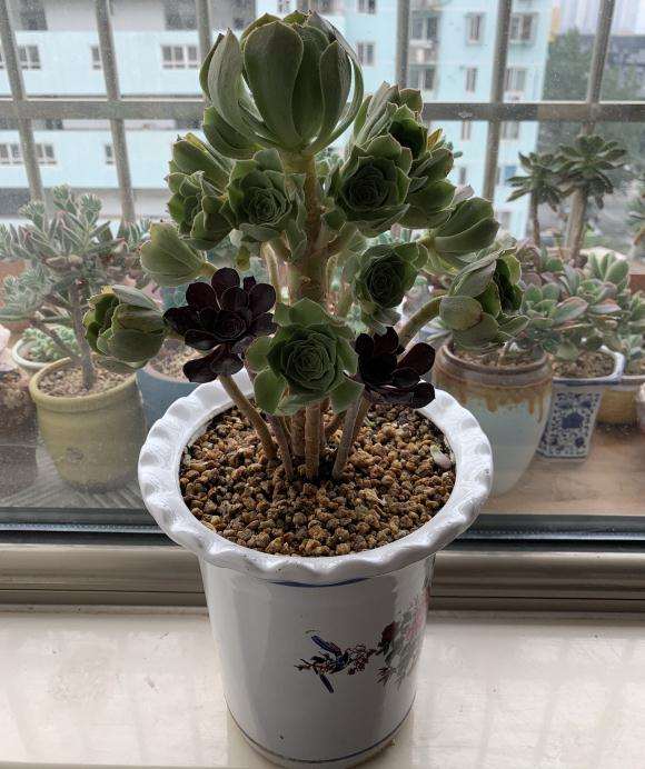 绿羊绒法师多肉是正常休眠