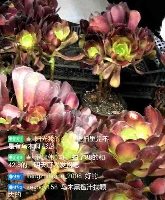 这是梅花泊迪法师多肉吗