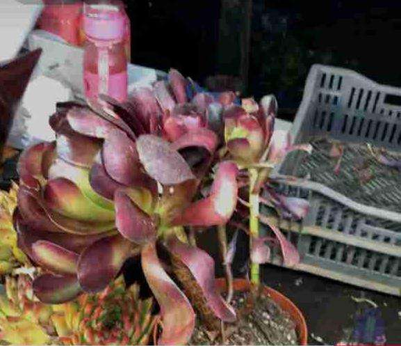 这是梅花泊迪法师多肉吗