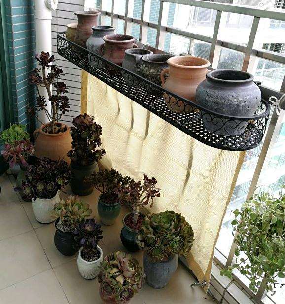 法师多肉度夏的阳台怎么遮阳的方法