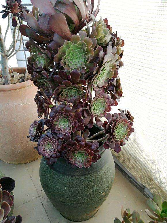 法师多肉度夏的阳台怎么遮阳的方法