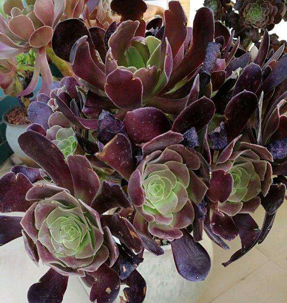 法师多肉度夏的阳台怎么遮阳的方法