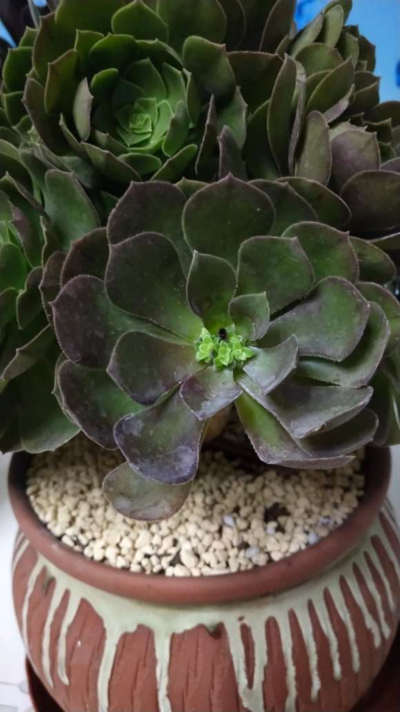 万圣节法师多肉怎么一个头成这样了