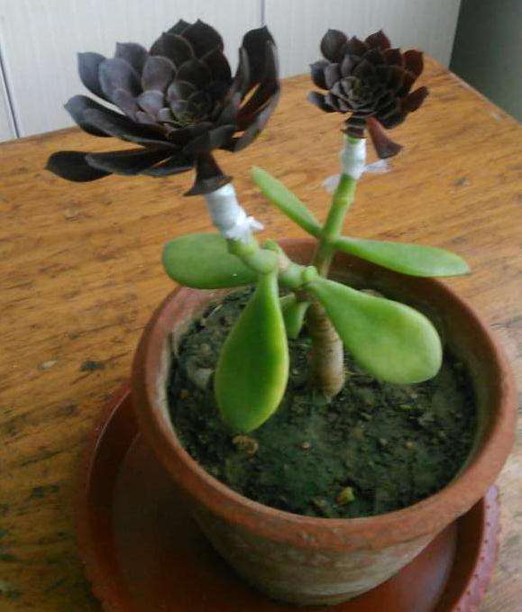 夏天的法师多肉红铜壶怎么插枝的方法