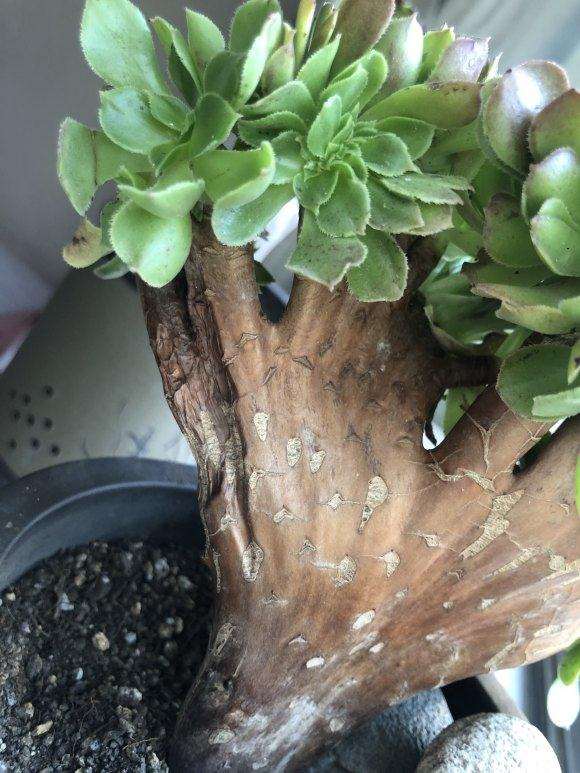 玫瑰法师多肉缀化已经上盆20天了