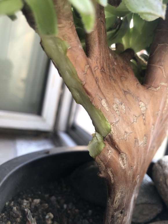 玫瑰法师多肉缀化已经上盆20天了