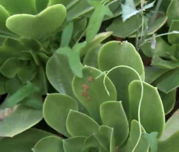 这是加州香炉盘法师多肉吗