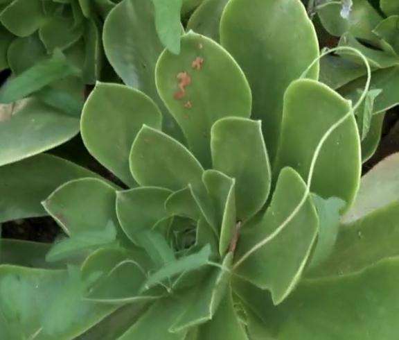 这是加州香炉盘法师多肉吗