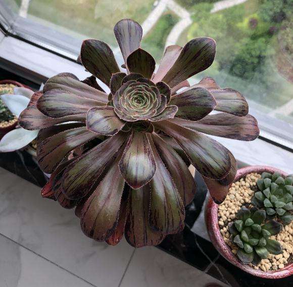 拉丝锦法师多肉 杆子皲裂 怎么办