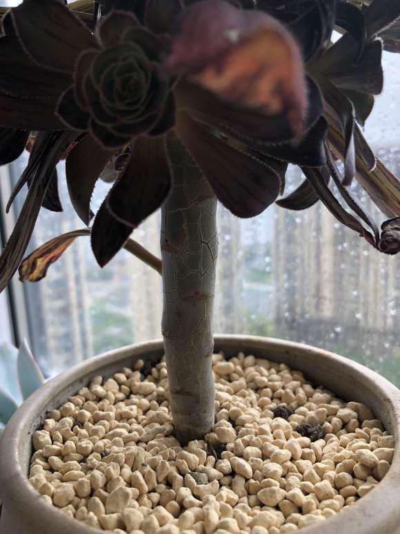 拉丝锦法师多肉 杆子皲裂 怎么办