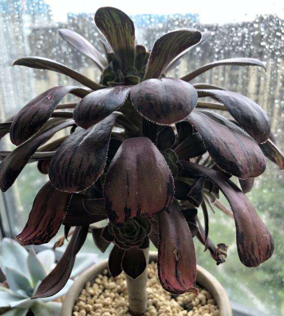 拉丝锦法师多肉 杆子皲裂 怎么办