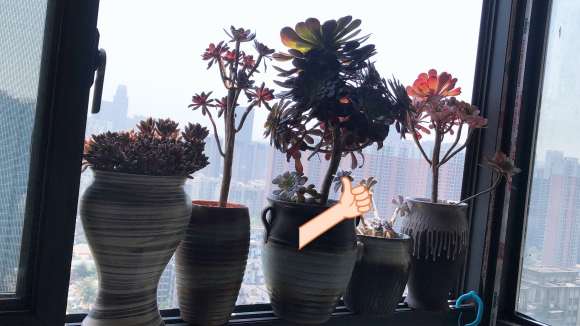 黑铜壶法师多肉主干有点弯 怎么办