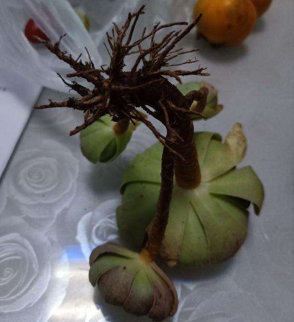 万圣节法师多肉1个多月了 没发根 图片