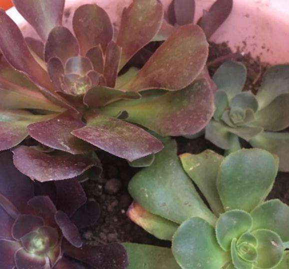 新买的法师多肉怎么养 要洒水吗