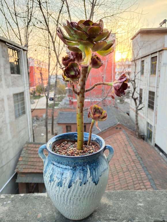 三色堇黑暗萝莉法师多肉