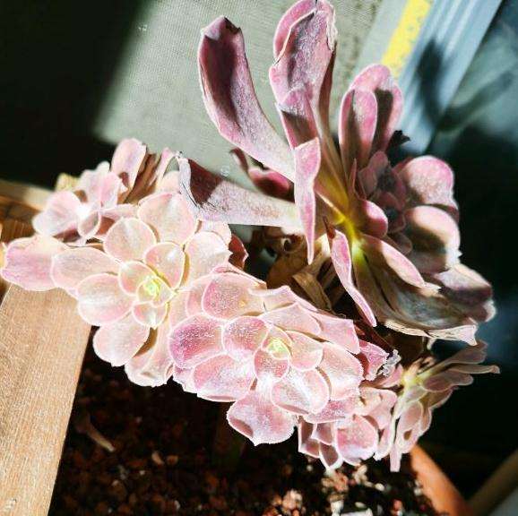 美杜莎法师多肉的配土是泥炭土加侄石