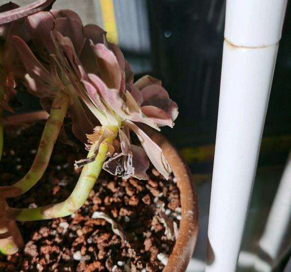 美杜莎法师多肉的配土是泥炭土加侄石