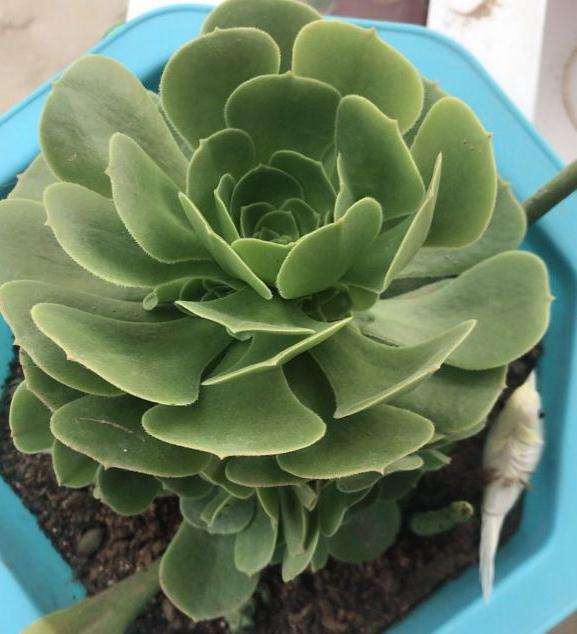 法师多肉可以用普通园土