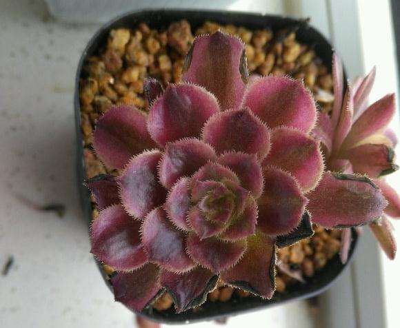 红覆轮锦法师多肉怎么成这样了