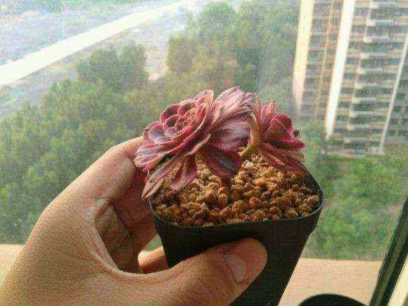 红覆轮锦法师多肉怎么成这样了